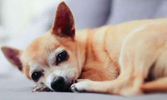 狗狗去世如何处理,狗狗去世了怎么处理