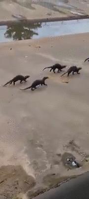 新加坡打架最惨烈的一次,新加坡出租车司机种族冲突