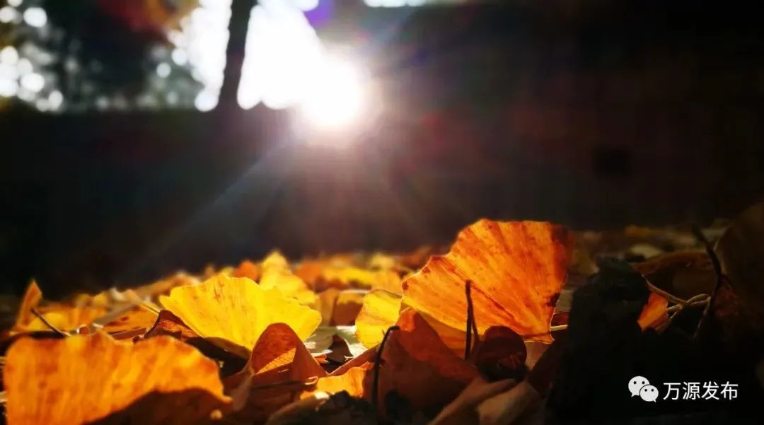 看万山红遍层林,看漫山红遍层林尽染国画