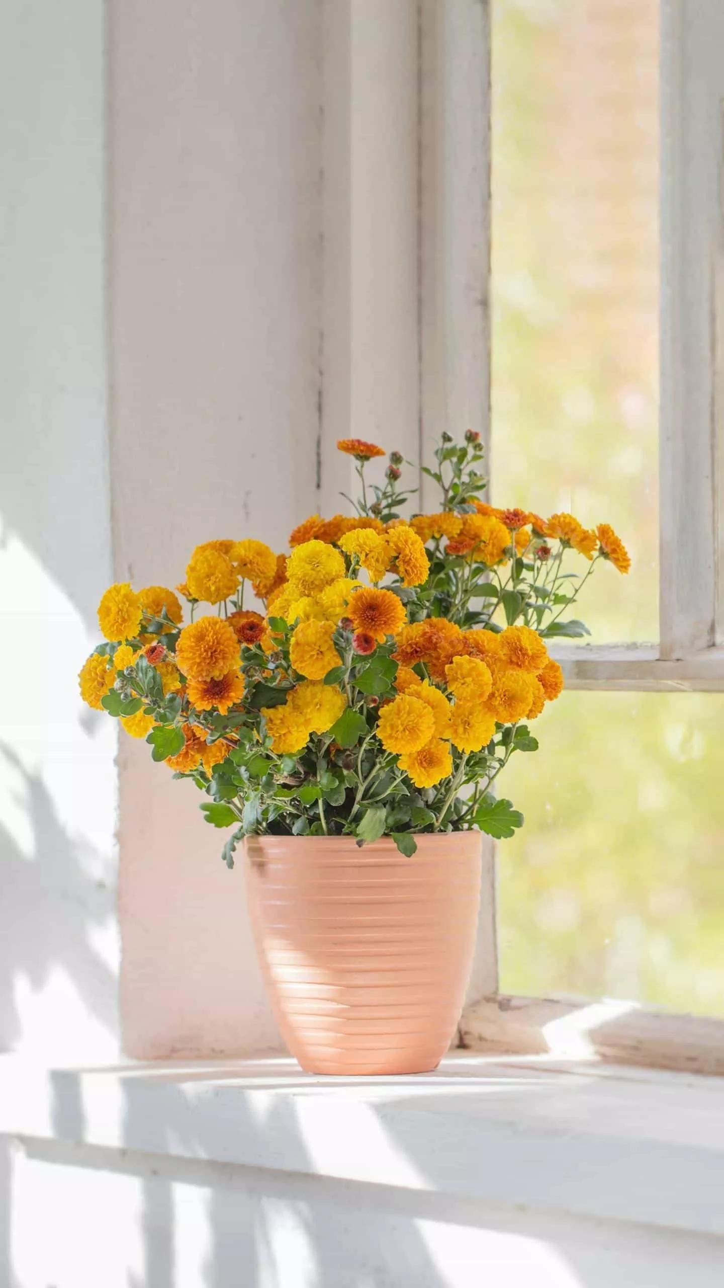 如何快速健康减肥20斤,快速健康减肥一日三餐