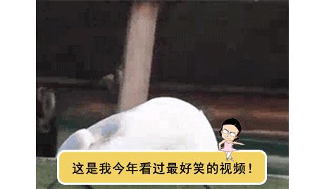 深海里有哪些鲜为人知的神秘生物,深海浮游生物图片