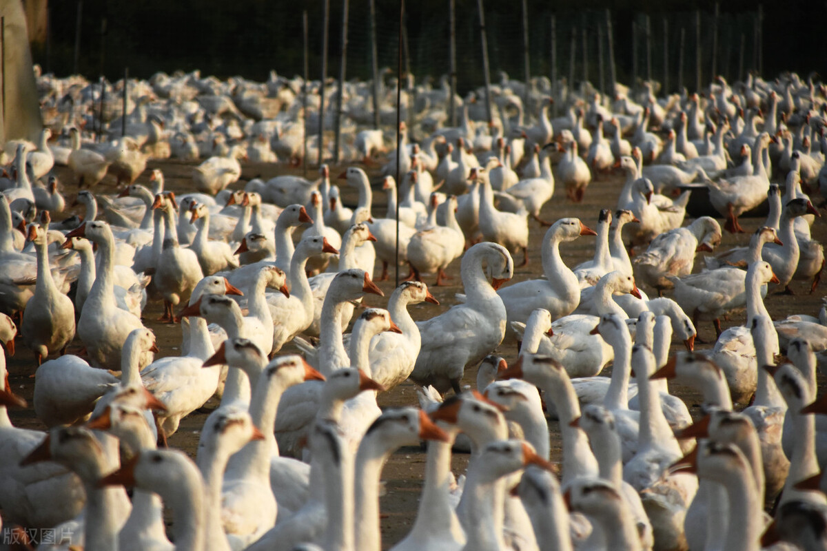 养1000只鹅一年的利润是多少,养殖鹅平均每只赚多少钱