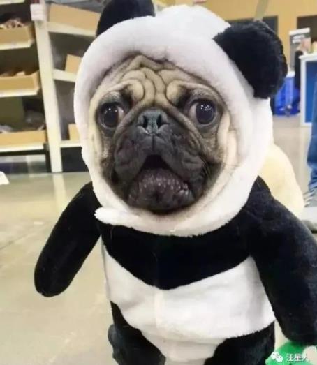 狗狗吞了钻石戒指,小狗误食金戒指