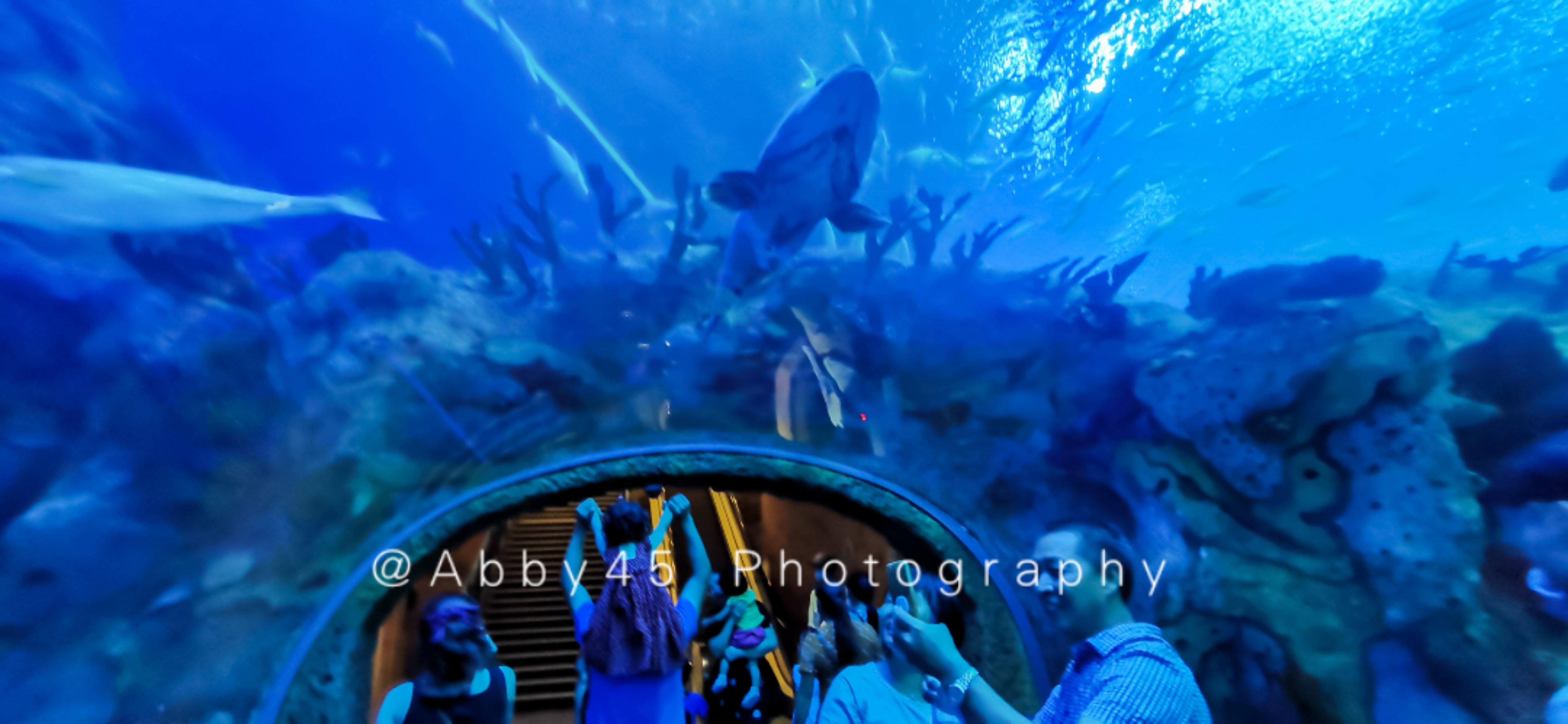 国内值得去的海洋世界,令人惊艳的海洋世界