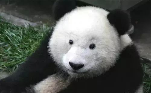 美瞳会磨损角膜怎么修复,角膜受损不可逆吗