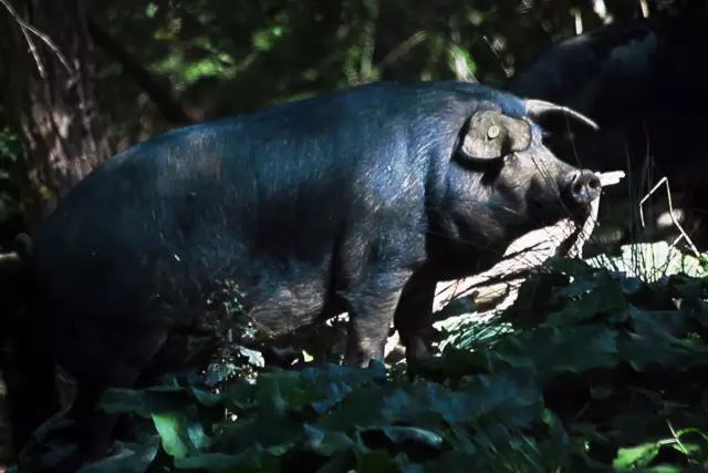 法国人是怎么吃猪肉的,法国人爱吃什么肉