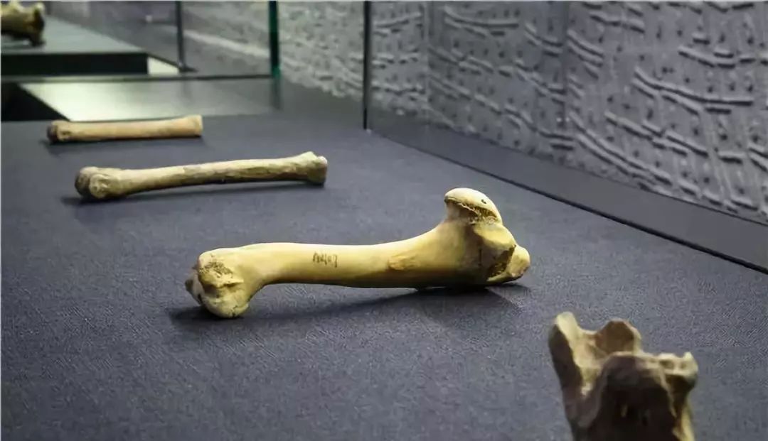 洛阳游客大增,洛阳吸引游客