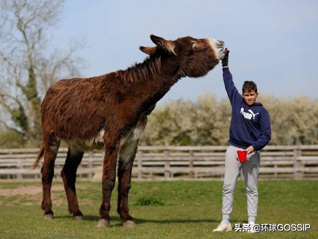 世界上体型最大的毛驴,吉尼斯毛驴身高