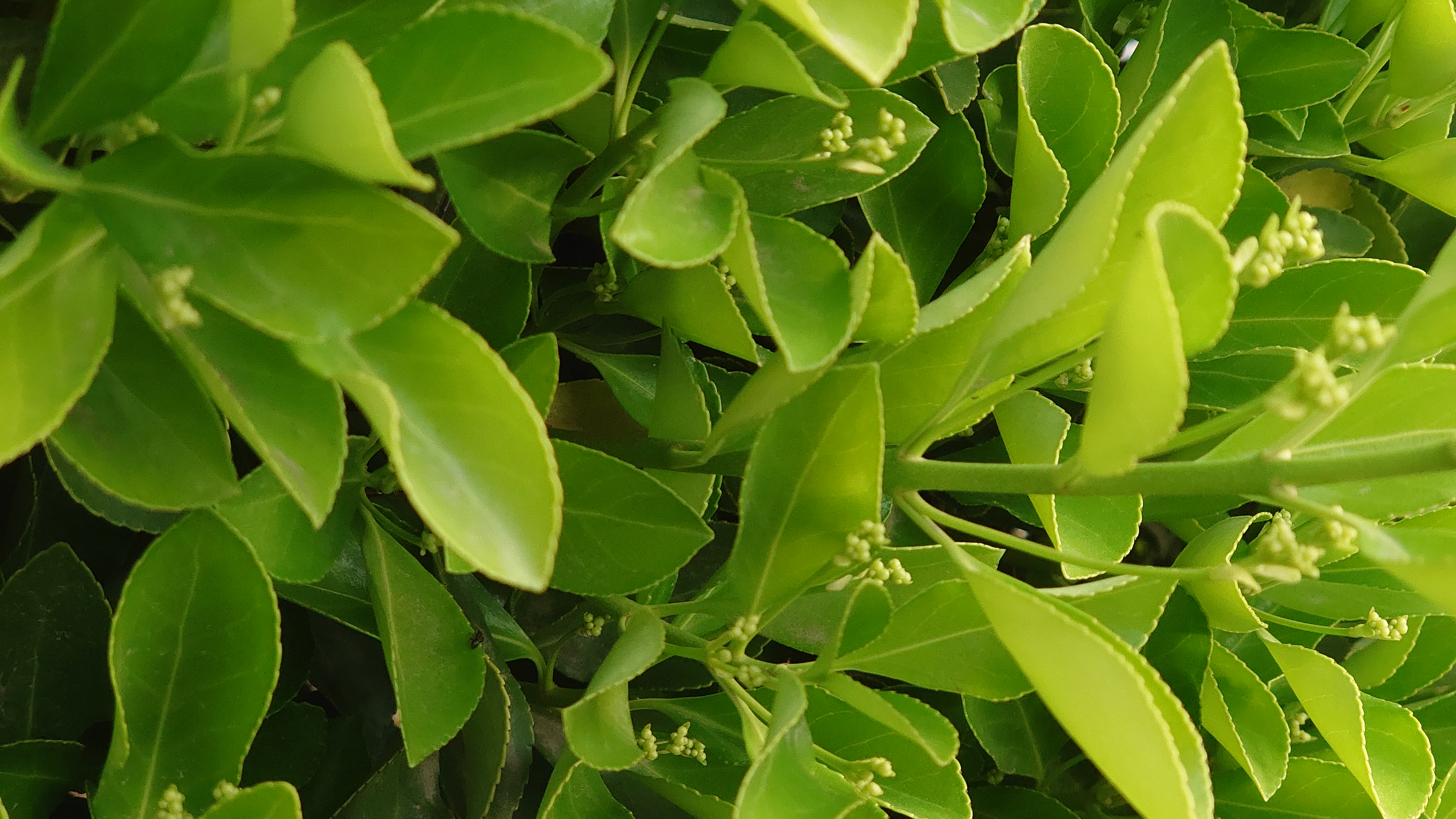 索尼微单手机xperia5i,索尼xperia5ii深度评测