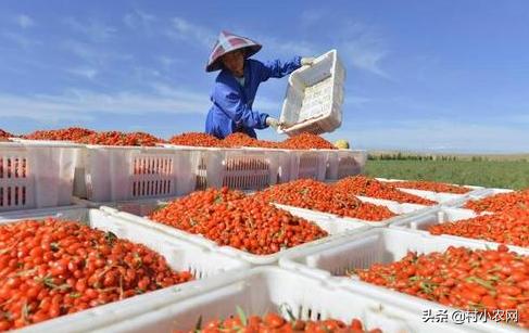 农村开山种什么最赚钱,农村种植什么最赚钱年入十几万