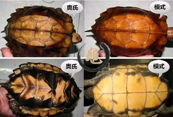 有一种龟为什么叫锯缘龟,锯缘龟八角灵龟