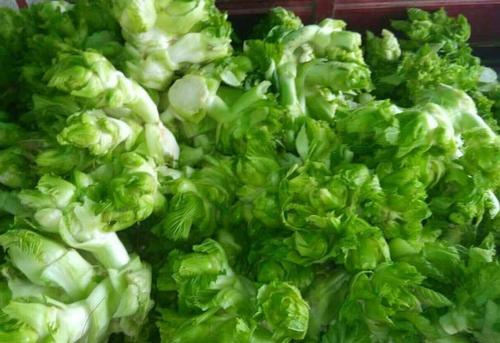 儿菜病虫害图片大全,儿菜优良品种种植技术