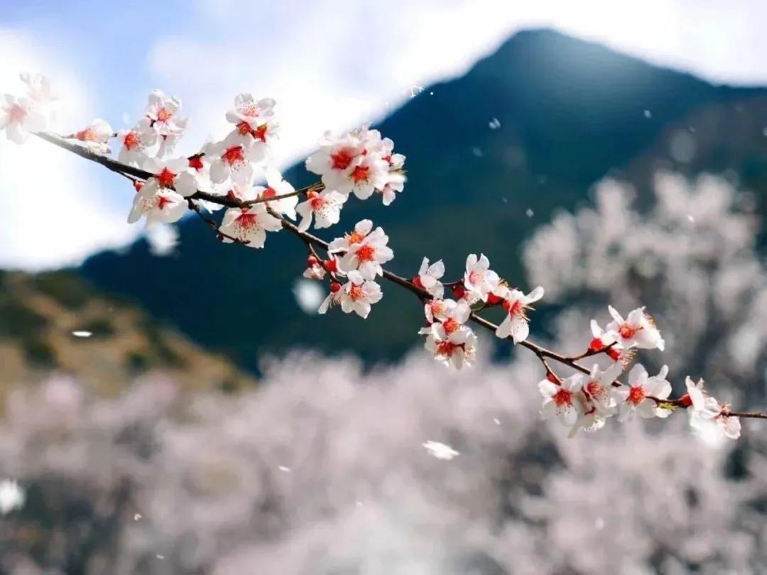 川西自驾赏花游,川西甘孜风景在路上