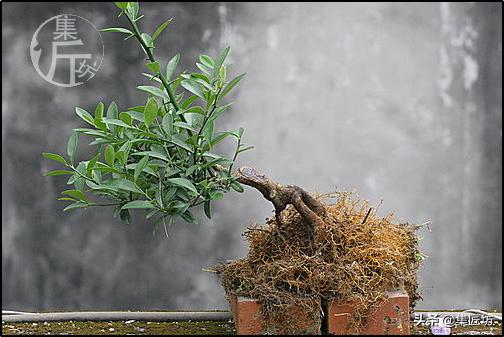 大树型金豆盆景怎么造型,金豆无根老桩栽培技巧