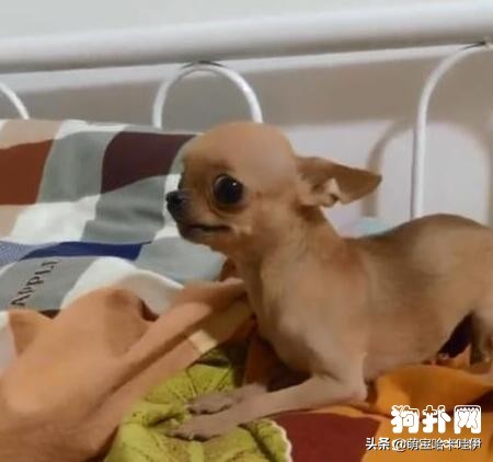 吉娃娃发脾气视频大全,吉娃娃惹主人生气