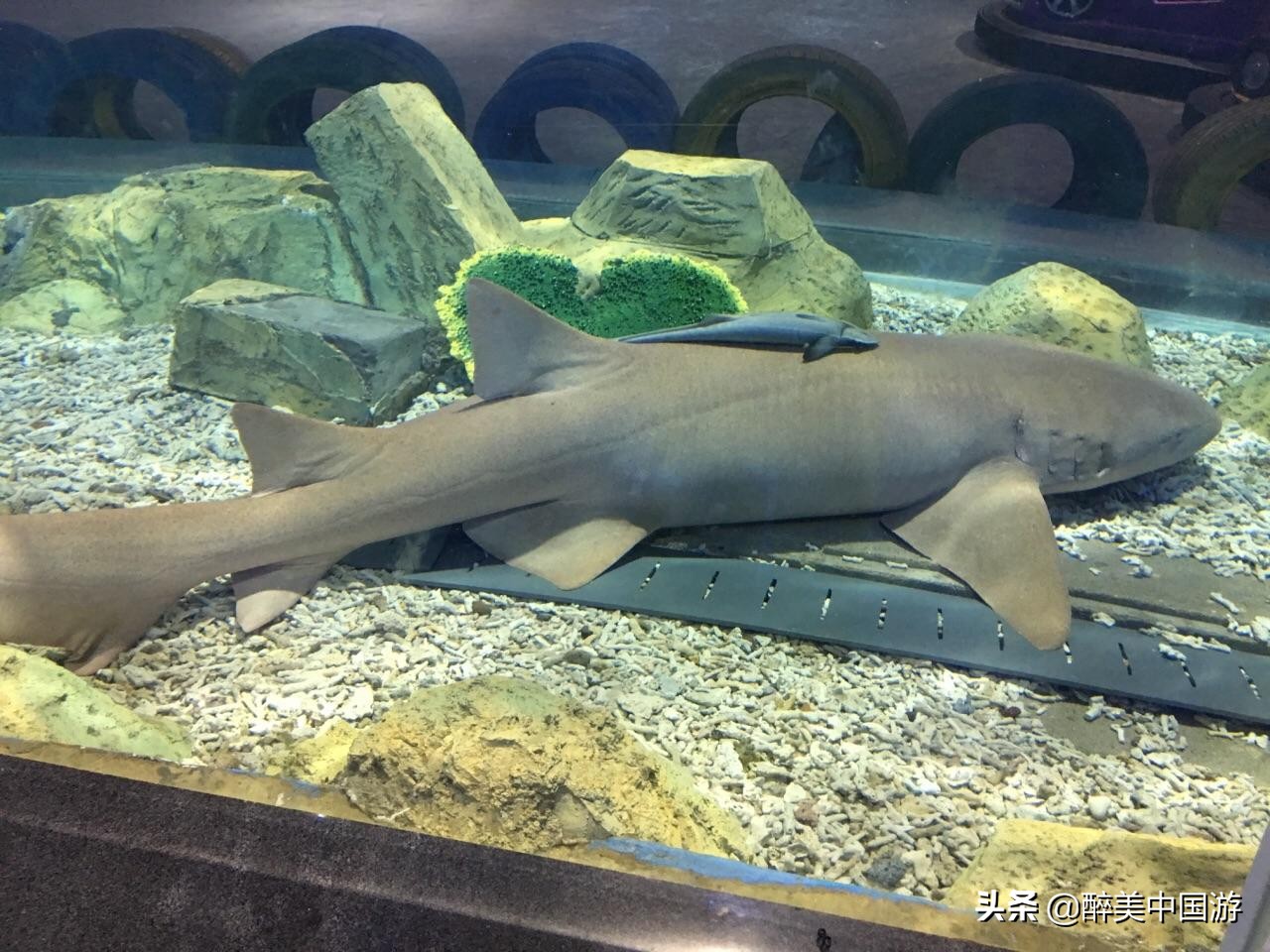 佛山海立方水族馆,探秘海洋公园