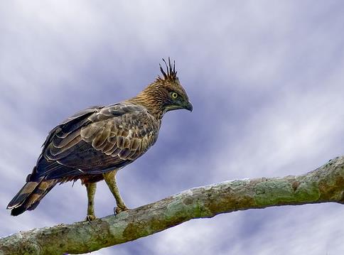 有模仿能力的鸟有哪些,一种鸟模仿70多种声音
