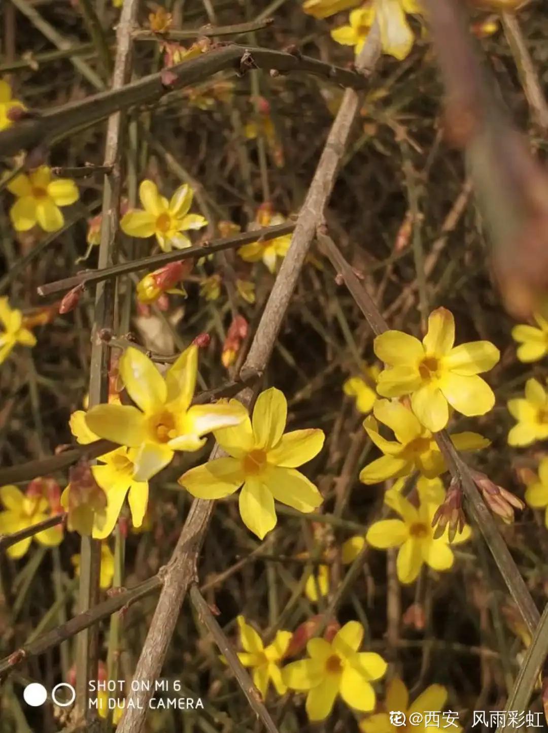 春天开的花有哪些常见又漂亮,十大名花在春天开的有哪些