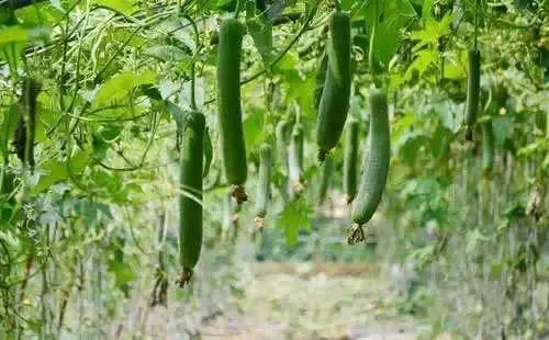 中草药驱赶针蜂,杀灭针蜂的特效药