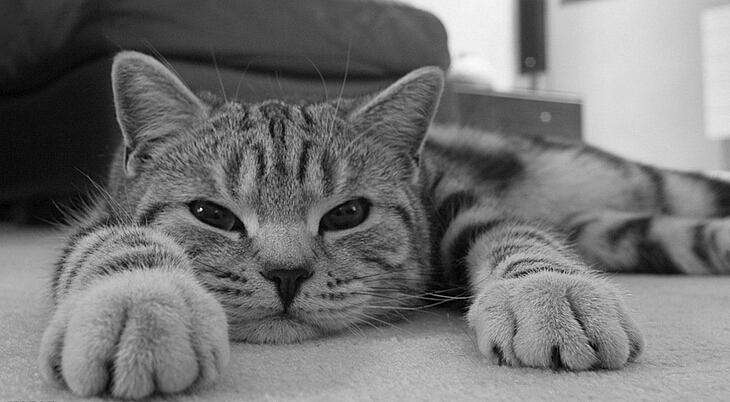 养猫会把家里的家具抓烂吗,养猫被挠了