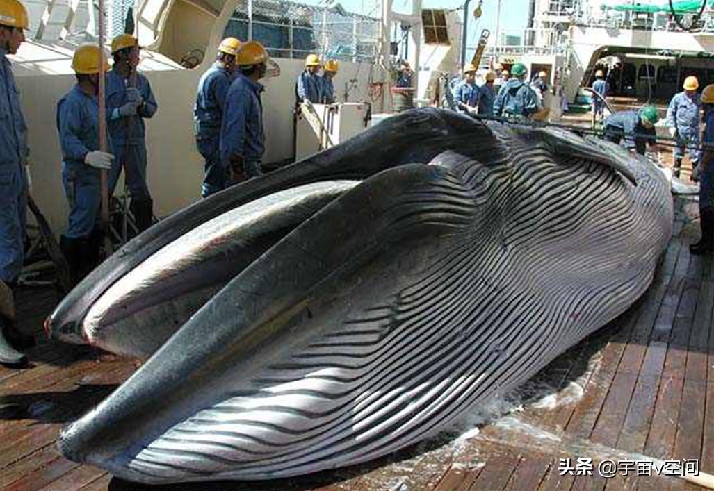 日本不爱吃鲸鱼，为何却将捕杀鲸鱼作为传统文化？