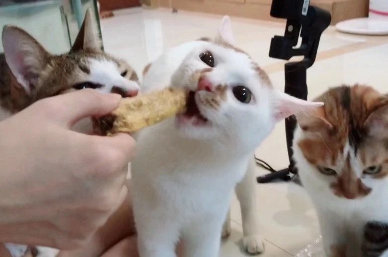 猫有牙结石牙龈红肿怎么治疗,猫已经有牙结石了怎么办