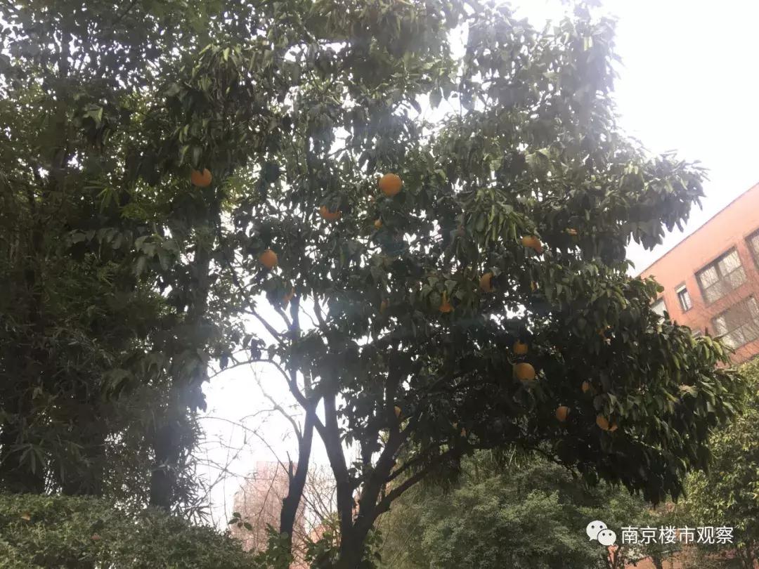 楼市昔日楼王有多惨,跌下神坛为什么