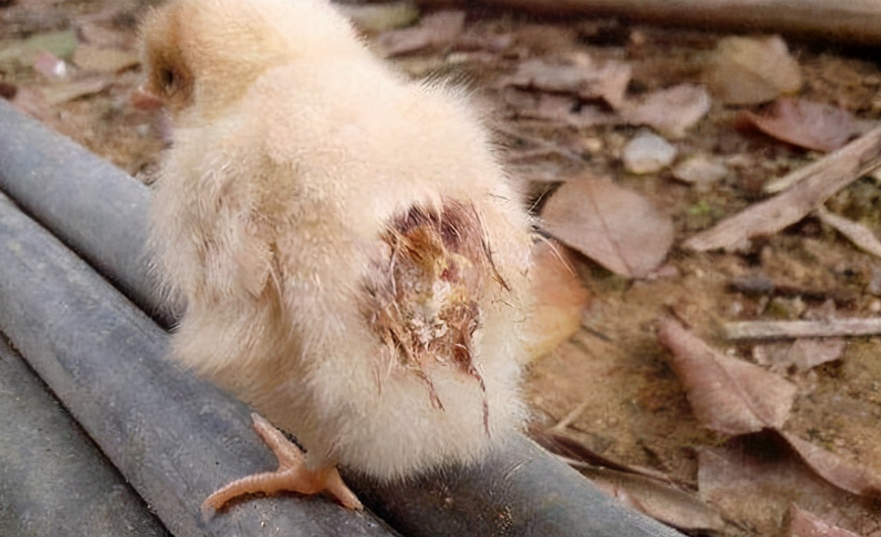 鸡冠发紫是什么病怎么办,鸡冠发紫用什么药医治