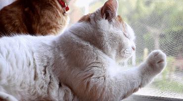 拥有窗纱的家庭，窗户上容易滋生“猫猫壁虎”？