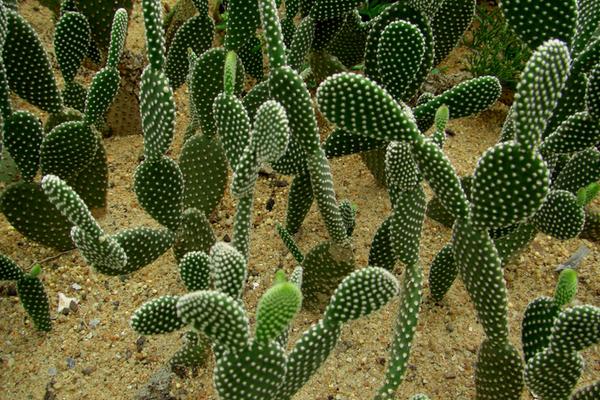 仙人掌嫁接蟹爪兰之后仙人掌变黄,用仙人掌果繁殖仙人掌