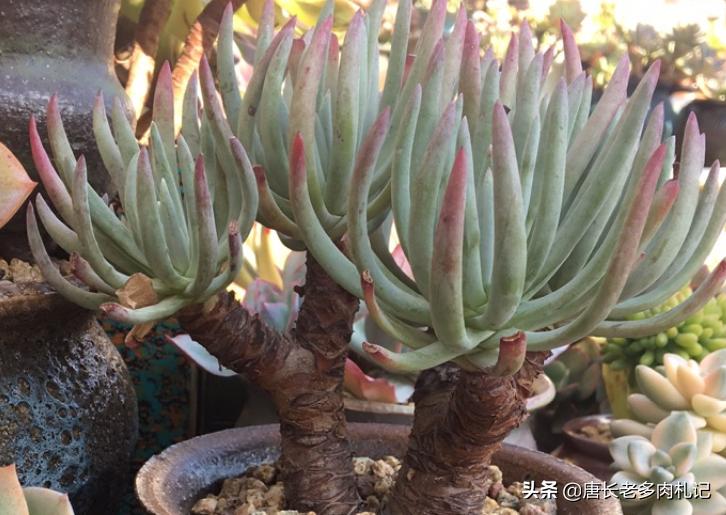 爱杜丽丝多肉怎么变成老桩,爱杜丽丝多肉是夏型种吗