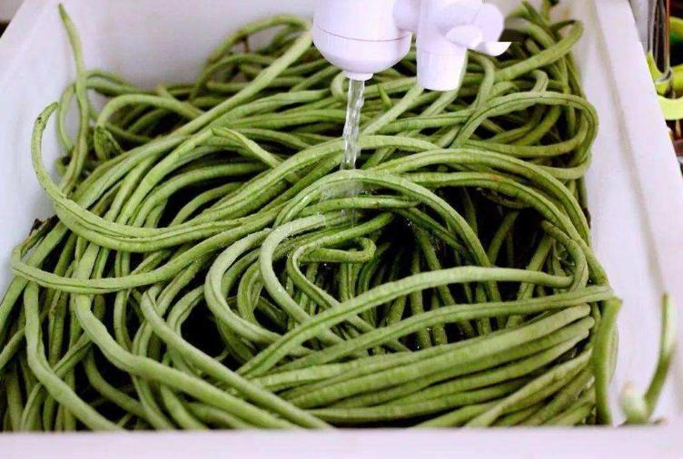 快速腌豆角的腌制方法,腌豆角怎么腌好吃又脆