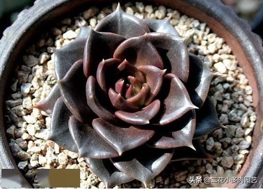 365种·常见花卉图谱，观果和多肉植物收藏篇