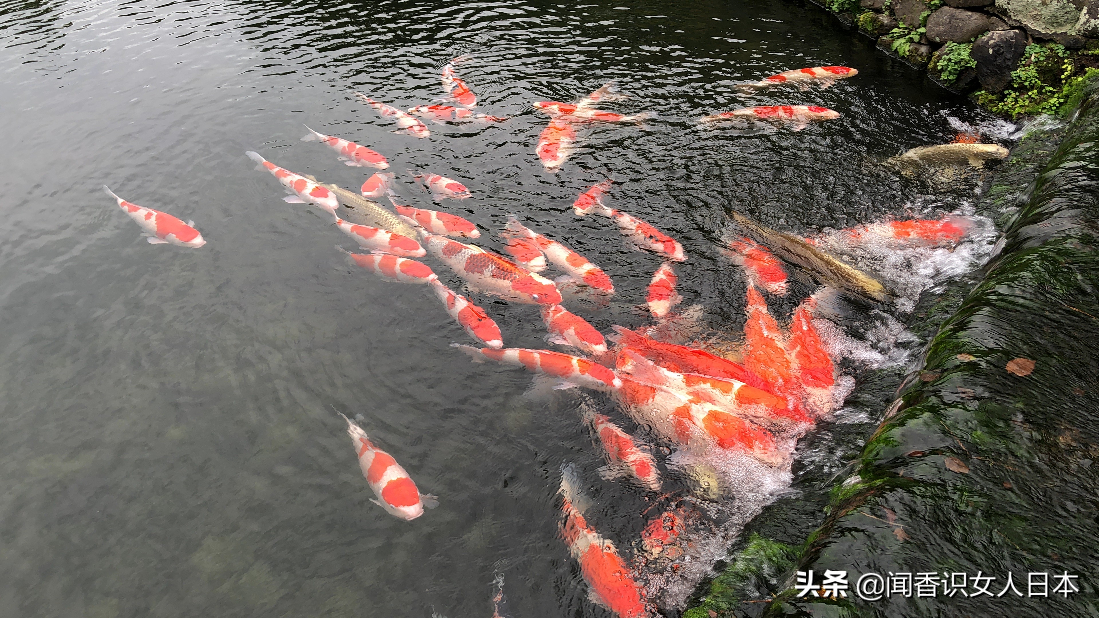 日本的米其林三星餐厅,日本米其林三星参观