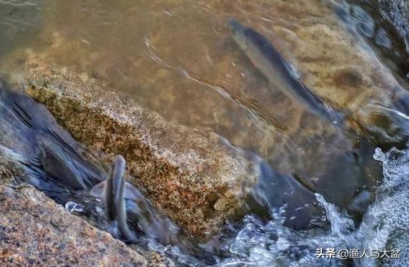 手竿钓瓦氏雅罗鱼用什么味型饵料,瓦氏雅罗鱼喜欢在什么地方