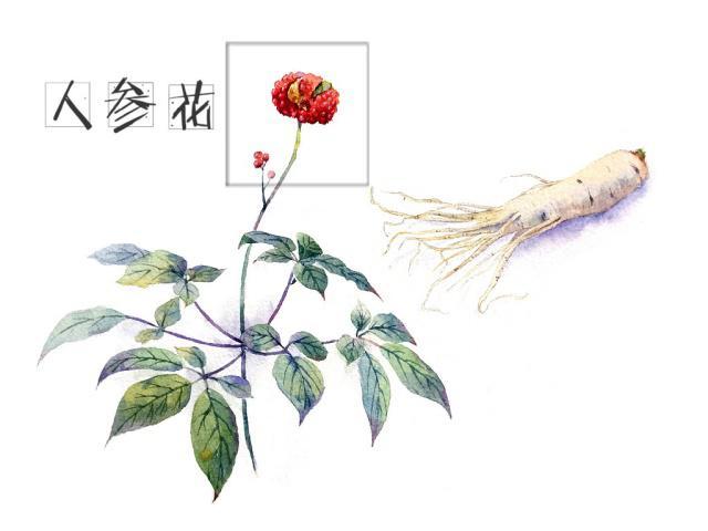 一岁一寒一春秋，一草一木一参花。