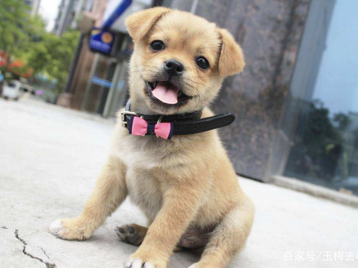 狗狗轻微中暑的正确处理方法,夏天狗狗中暑最快解决方法