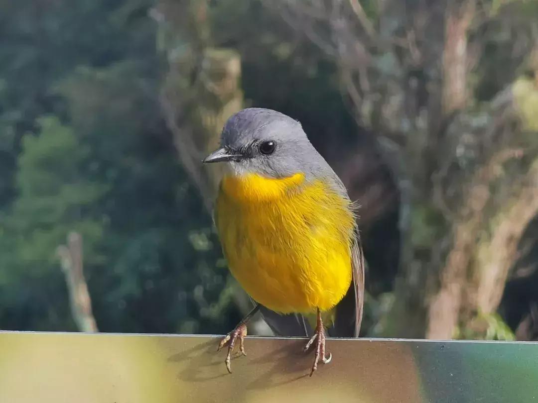 华为p30的镜头模组叫什么,华为p30镜头是蓝宝石的吗