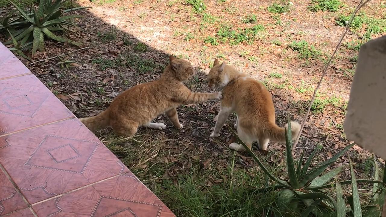 两只猫打架处理最佳办法,两只猫打架分开笼子