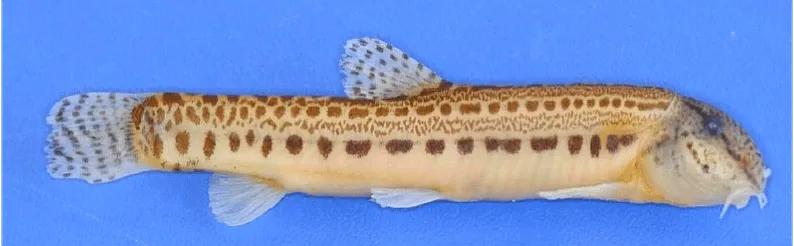 野生泥鳅品种图片大全大图,最大的泥鳅图片大全