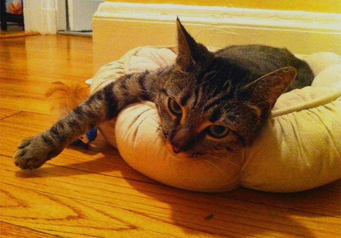 猫咪吃了异物催吐的最佳时间,猫咪吞进异物有什么表现