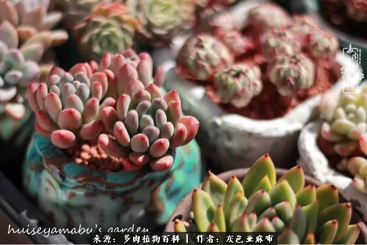 许我向你看,许我向你看演唱