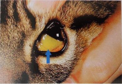 猫脂肪肝消除最快方法,猫脂肪肝治疗需要花多少钱