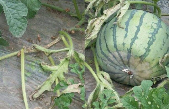 西瓜枯萎病根腐病怎么治,西瓜菌核病图片大全