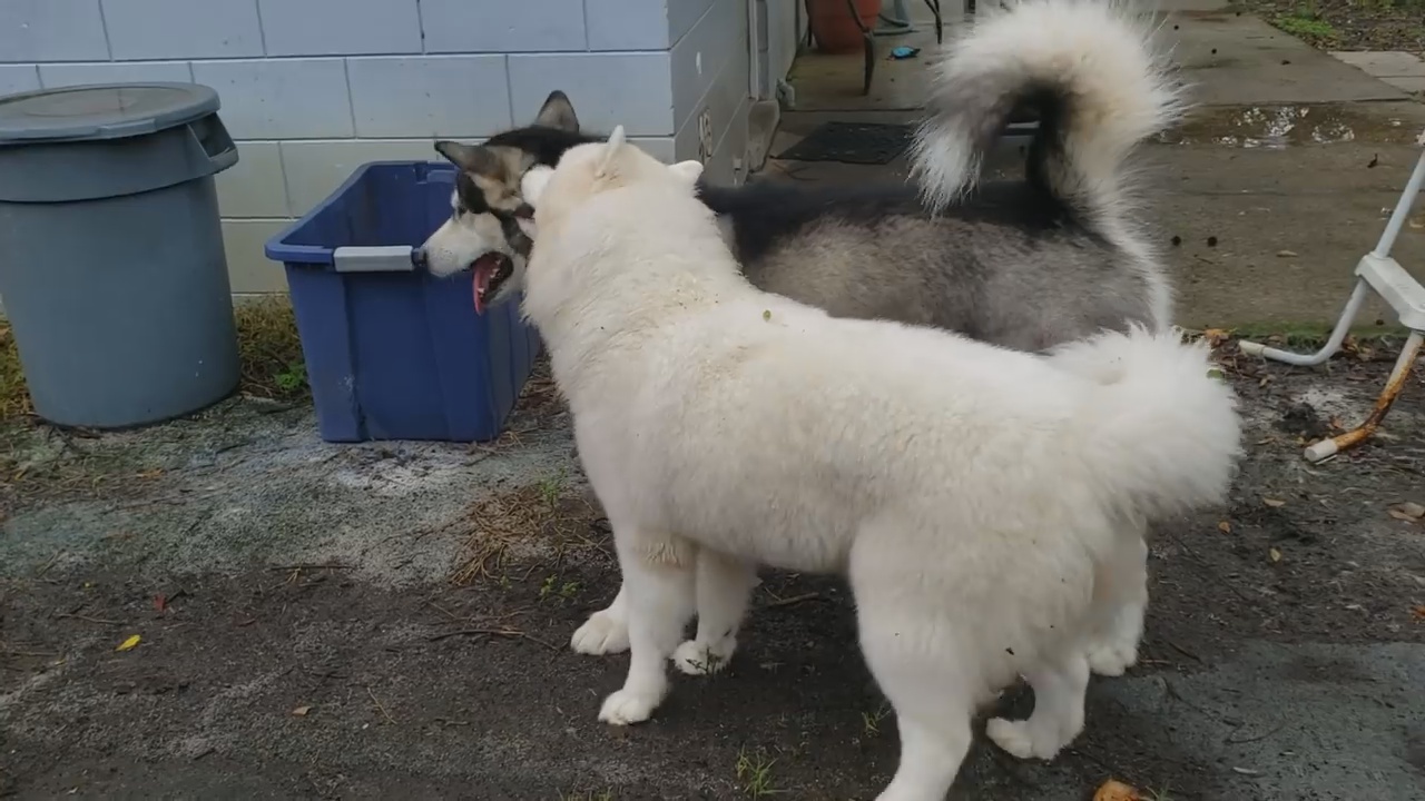 狗狗为什么要咬自己尾巴毛,狗狗为什么要咬你的鞋子和裤子