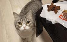 日本小哥吃零食,日本小哥吃垃圾食品