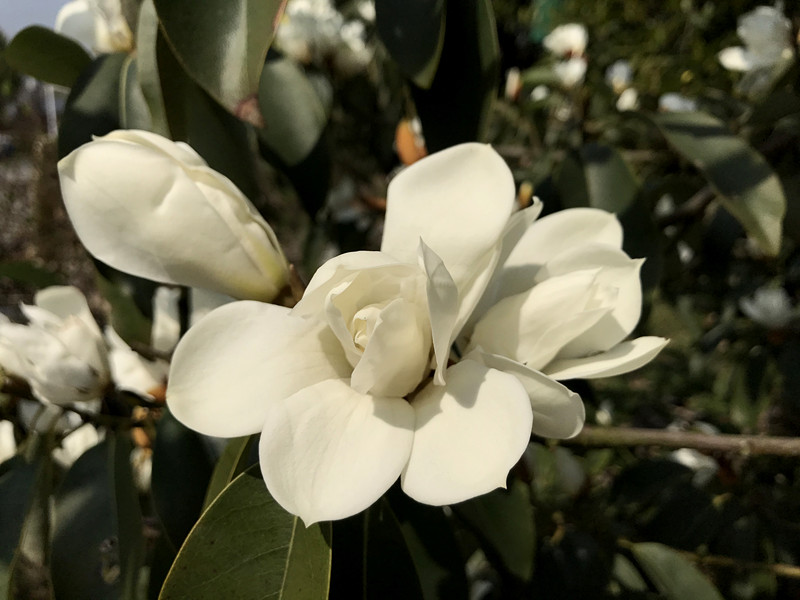 春至牛首，世凹春妆，画中徜徉，处处诗章-游南京江宁世凹桃源