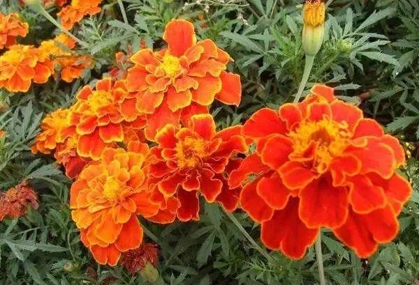 世界各国的国花集锦惊艳,世界各国国花大全