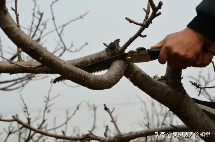 大樱桃枝叶过密怎么处理,大樱桃整形修剪中存在的问题