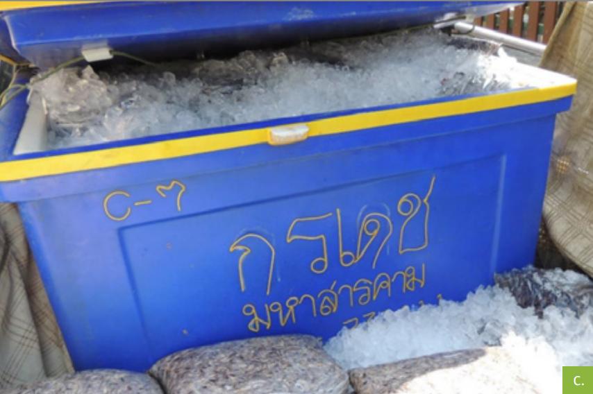 食用蟋蟀养殖赚钱吗农村,食用蟋蟀养殖